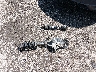 1C4PJMBS6HW****** Wrecked 2017 Jeep Cherokee in Ohio State