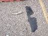 JM1BL1TF5D1****** Wrecked 2013 Mazda 3 in Colorado State