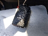 JTDKN3DU9F0****** Salvage 2015 Toyota Prius in California State