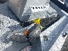 JBC1771***** Wrecked 2026 Xpress Other in Florida State