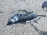 5TFJC5DB5TX****** Destrozados 2026 Toyota Tundra en Estado de Florida