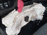 5TFCZ5AN0HX****** Salvamento 2017 Toyota Tacoma en Estado de Texas