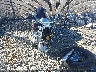 JH2RC50384M****** Used and Repairable 2004 Honda Vt750 in North Carolina State