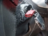 1GTG5DE3XG1****** Salvamento 2016 GMC Canyon en Estado de Texas