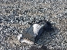 5XXGN4A77CG****** Wrecked 2012 Kia Optima in Georgia State