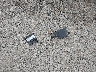 5N1AR2MM0GC****** Wrecked 2016 Nissan Pathfinder in Ohio State
