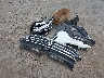 3VV1B7AX6NM****** Wrecked 2022 Volkswagen Tiguan in California State