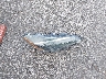 5YFBURHE8JP****** Repairable 2018 Toyota Corolla