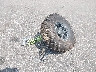 3NSNEF997SF****** Wrecked 2025 Polaris RZR in Minnesota State
