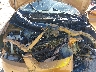2T1KU4EE0AC****** Repairable 2010 Toyota Matrix in Fort Myers