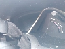 2HGFC1F33GH****** Salvamento 2016 Honda Civic