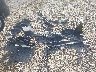 3N1AB9CV0TY****** Wrecked 2026 Nissan Sentra in Texas State