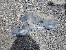 JTDBE32K620****** Destrozados 2002 Toyota Camry en Estado de Carolina del Sur