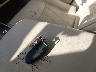 5N1AL0MM7EC****** Salvage 2014 Infiniti QX60 in Texas State