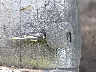 1FAFP45X9WF****** Salvage 1998 Ford Mustang in Georgia State