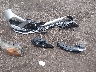 KMHL14JA9RA****** Destrozados 2024 Hyundai Sonata en Estado de Ohio
