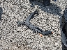 ZACCJBBBXHP****** Wrecked 2017 Jeep Renegade in Ohio State