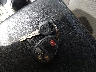1GNKVGED7BJ****** Salvamento 2011 Chevrolet Traverse en Estado de Carolina del Sur