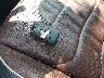 3VV4B7AX9RM****** Salvage 2024 Volkswagen Tiguan in New York State