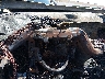 1GCHK39658E****** Salvamento 2008 Chevrolet Silverado 3500 en Wichita