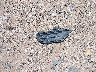 3FA6P0H74DR****** Wrecked 2013 Ford Fusion in Texas State