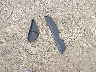 1FTEW1EP0JF****** Wrecked 2018 Ford F-150 in Ohio State