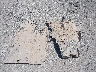 2T3K1RFV8RW****** Wrecked 2024 Toyota RAV4 in California State