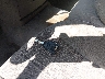 1D7HA18256S****** Salvamento 2006 Dodge Ram 1500 en Estado de Texas