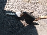 5FNRL38445B****** Salvage 2005 Honda Odyssey in Maryland State