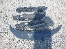 4T1DAACK9TU****** Wrecked 2026 Toyota Camry Hybrid in Arkansas State