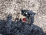 4S4BTACC9N3****** Wrecked 2022 Subaru Outback in Kentucky State