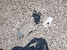 5N1AT2MV2FC****** Wrecked 2015 Nissan Rogue in Kansas State