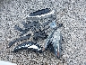 19UUB3F70GA****** Wrecked 2016 Acura TLX in Ohio State