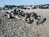 1FTEW1E48LF****** Salvage and Wrecked 2020 Ford F-150 in Little Rock