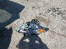 5XYPH4A13HG****** Wrecked 2017 Kia Sorento in Indiana State