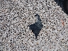 3VWD07AJ5FM****** Wrecked 2015 Volkswagen Jetta in Texas State