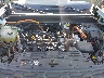 3FTTW8A33RR****** Repairable 2024 Ford Maverick in Ace Perris