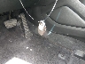 KM8J3CAL2LU****** Salvamento 2020 Hyundai Tucson en Estado de Virginia