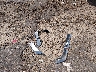 1ZVFT82H575****** Wrecked 2007 Ford Mustang in Mississippi State