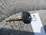 5NPD84LF5JH****** Salvamento 2018 Hyundai Elantra en Estado de Massachusetts