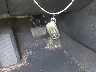 1HGCY1F41SA****** Salvage 2025 Honda Accord in New York State