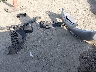 1HGCM56835A****** Wrecked 2005 Honda Accord in Kansas State