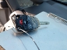 5FNRL5H63CB****** Salvage 2012 Honda Odyssey in Ohio State