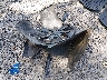 JTDEPRAEXLJ****** Destrozados 2020 Toyota Corolla en Estado de Carolina del Sur