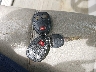 2GTEK290991****** Salvage 2009 GMC Sierra 1500 in Florida State
