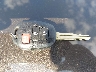 2T3ZFREV7GW****** Salvage 2016 Toyota RAV4 in Ohio State