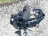 3GNAXHEG8TL****** Wrecked 2026 Chevrolet Equinox in Florida State