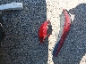 JN1AZ36AX5M****** Destrozados 2005 Nissan 350Z en Estado de Indiana