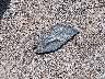 3C4NJDBB2JT****** Wrecked 2018 Jeep Compass in Ohio State