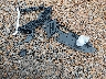 1N4AL3AP1HN****** Wrecked 2017 Nissan Altima in Mississippi State